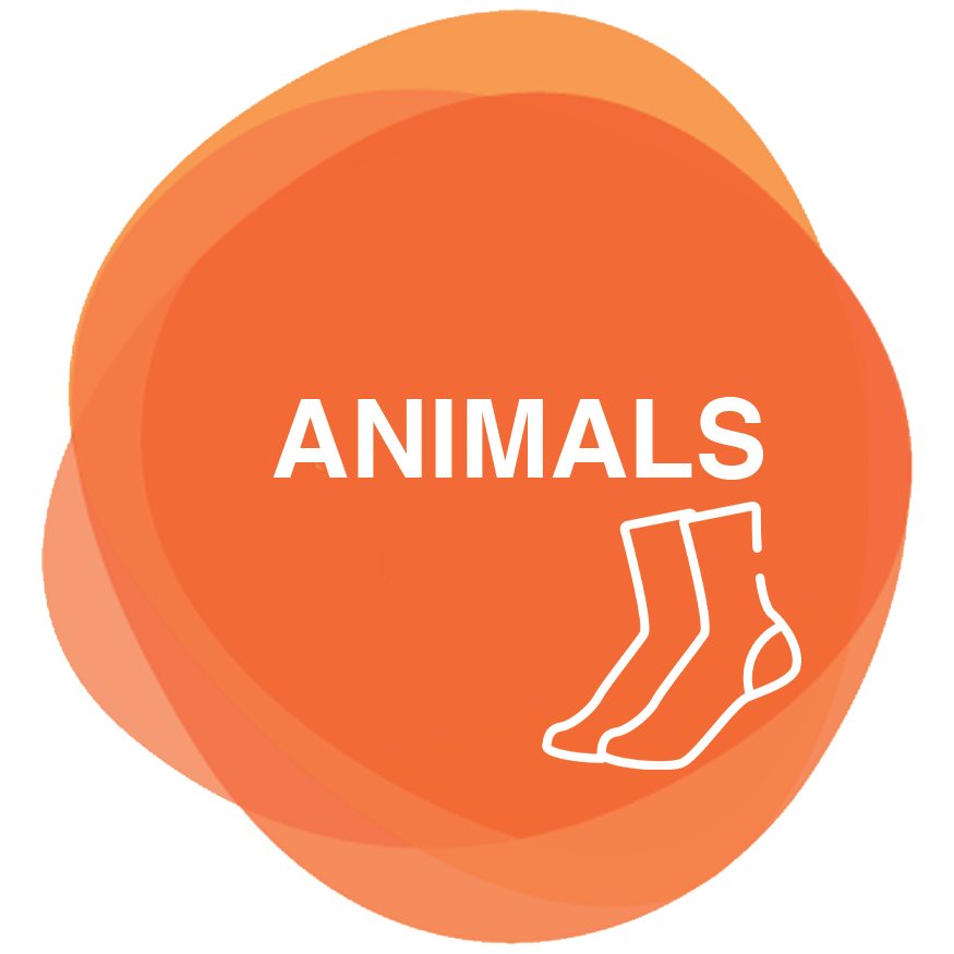 Animals